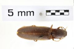 Foto (Dorsalansicht) von Athous rufiventris (NHMW-ZOO-COL-0008569)